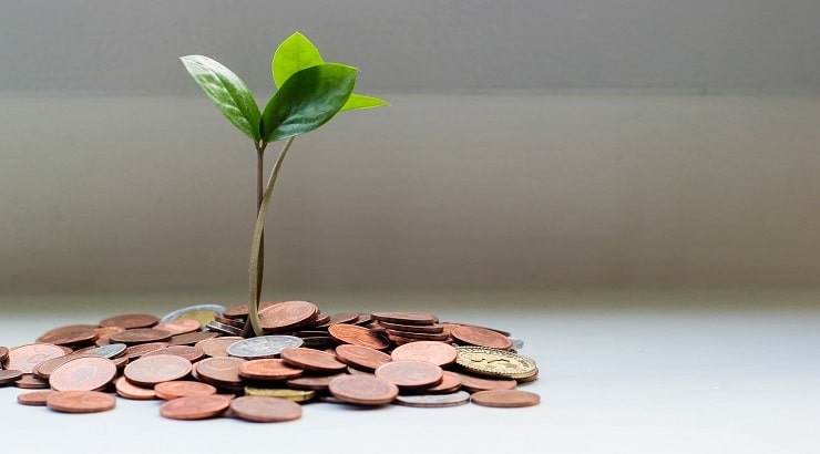 plant growing around pennies